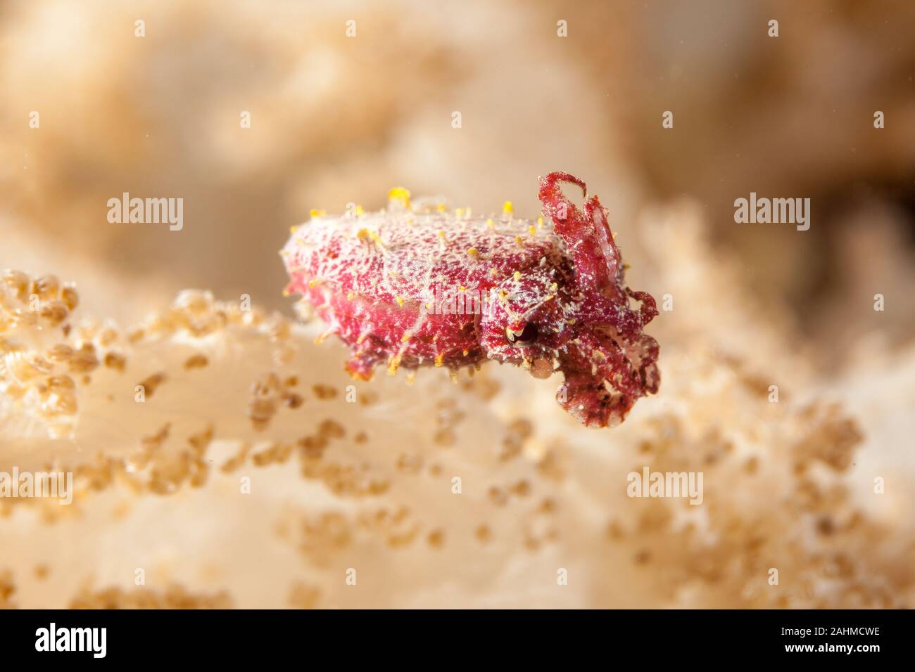 Pygmy oder Stumpy spined Tintenfisch, Sepia bandensis Stockfoto