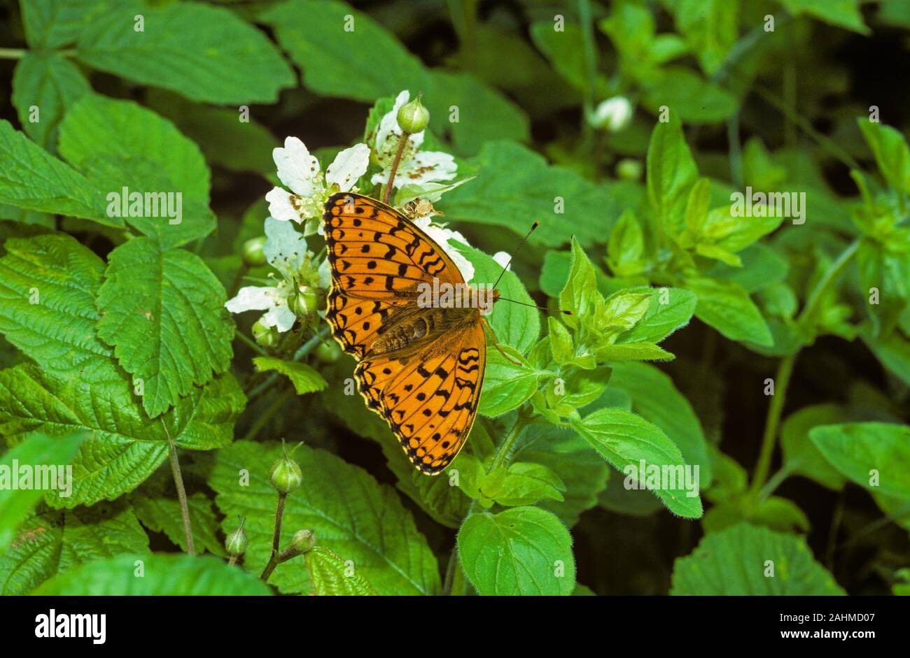 Hohe Braun Fabriciana adippe Fritillary in Waldrand Stockfoto