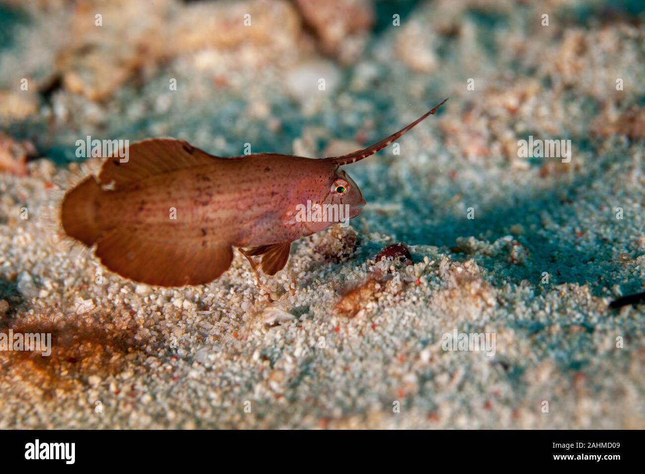 Juvenile Peacock Razorfish auf sandigen Boden - Iniistius Xyrichtys pavo Pavo, Stockfoto