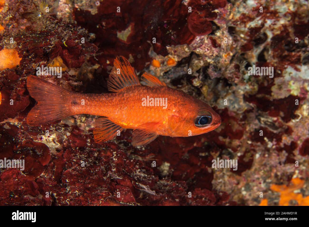 Apogon imberbis, allgemein bekannt als cardinalfish, Mediterrane cardinalfish oder König Der meeräschen Stockfoto