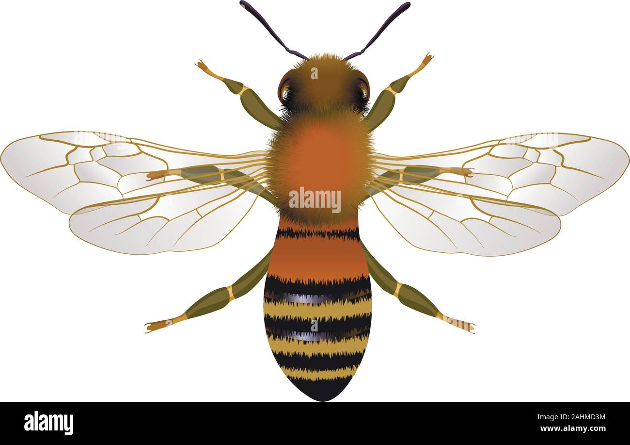 Nahaufnahme der Biene mit offenen Flügeln Vector Illustration Stock Vektor