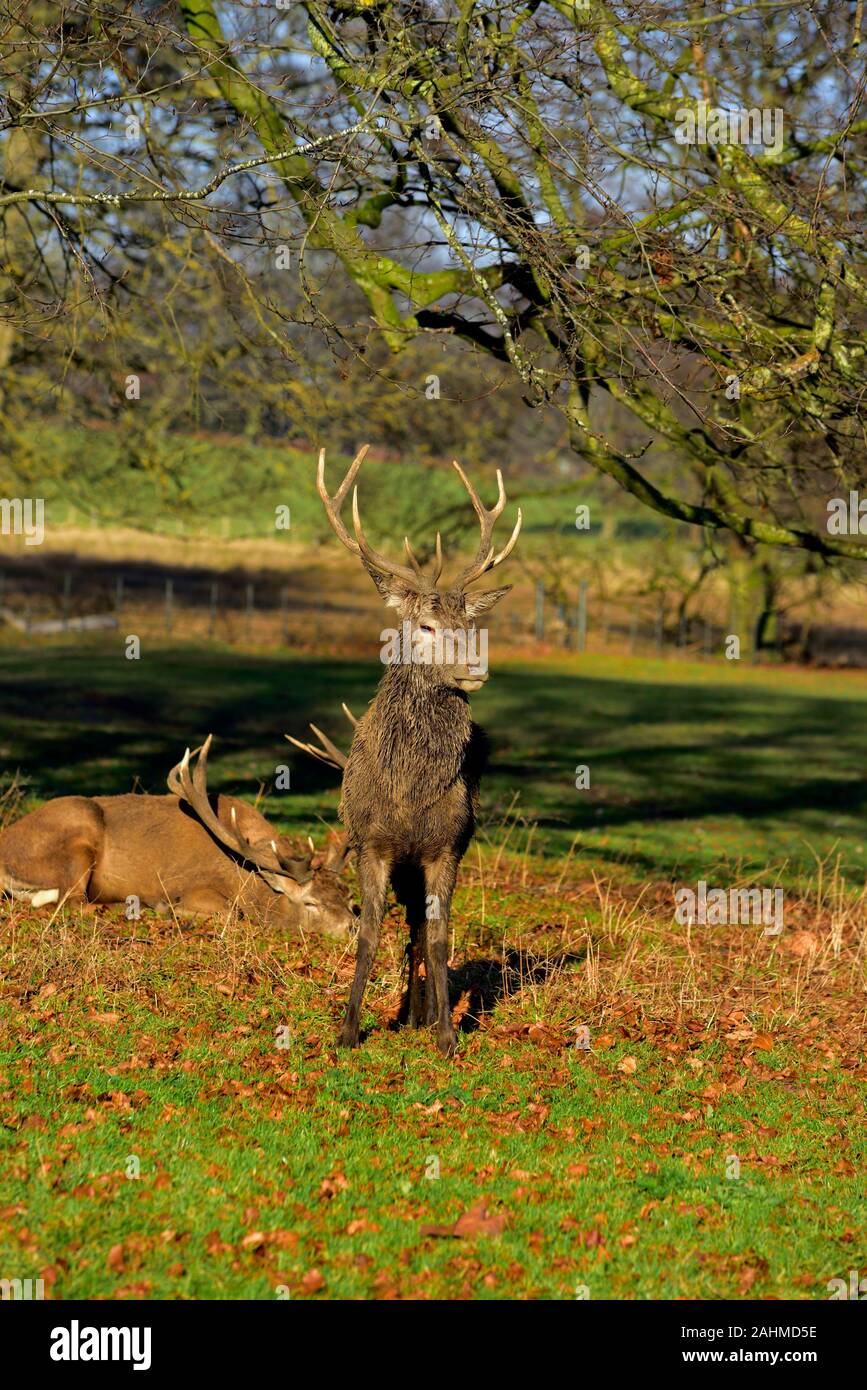Rothirsch Cervus Elaphus, hirschbrunft, Wollaton Park, Nottingham, England, Großbritannien Stockfoto