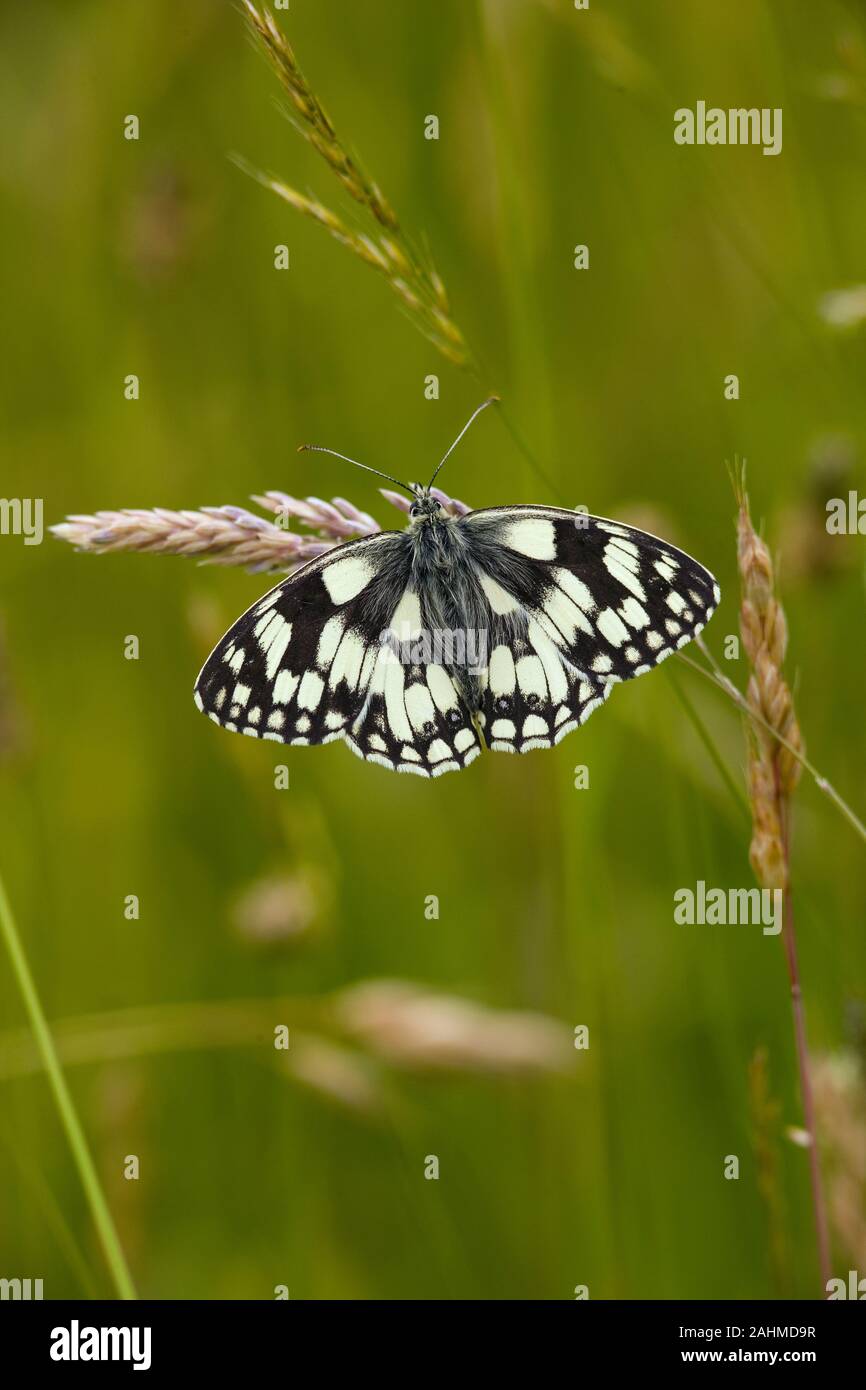 Männliche Schachbrettfalter Melanargia galathea Schmetterling auf Chiltern Hills Dollars Stockfoto