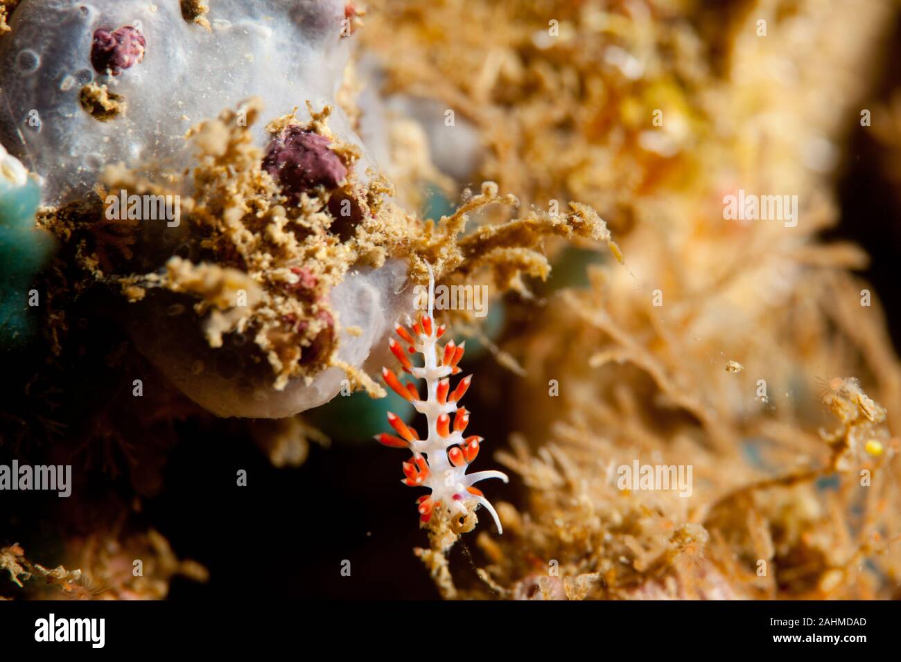 Nacktschnecken, Sea Slug Stockfoto