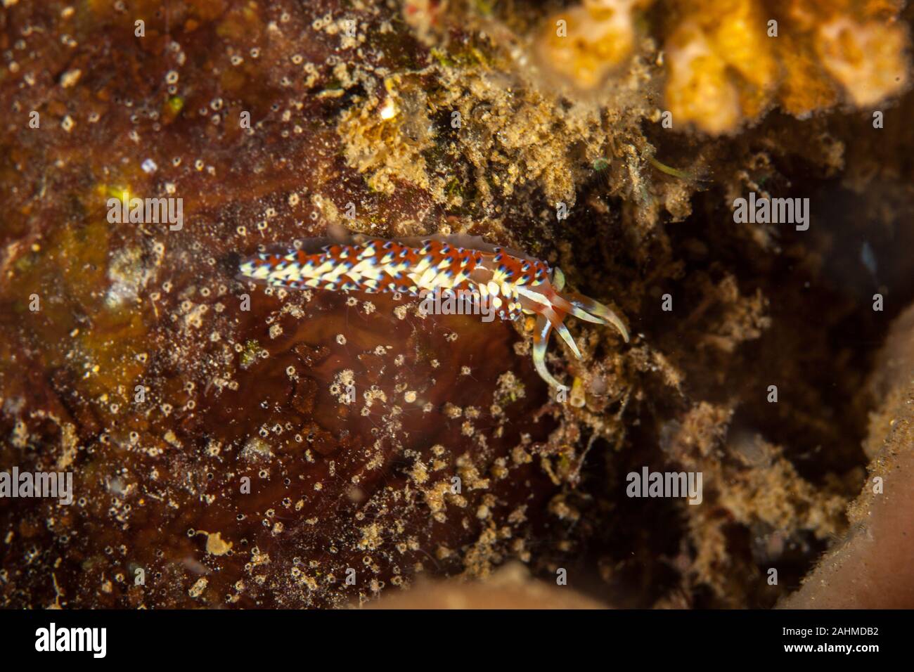 Caloria indica ist eine Pflanzenart aus der Gattung der Sea Slug, ein aeolid Nacktschnecke aus der Familie Facelinidae Stockfoto