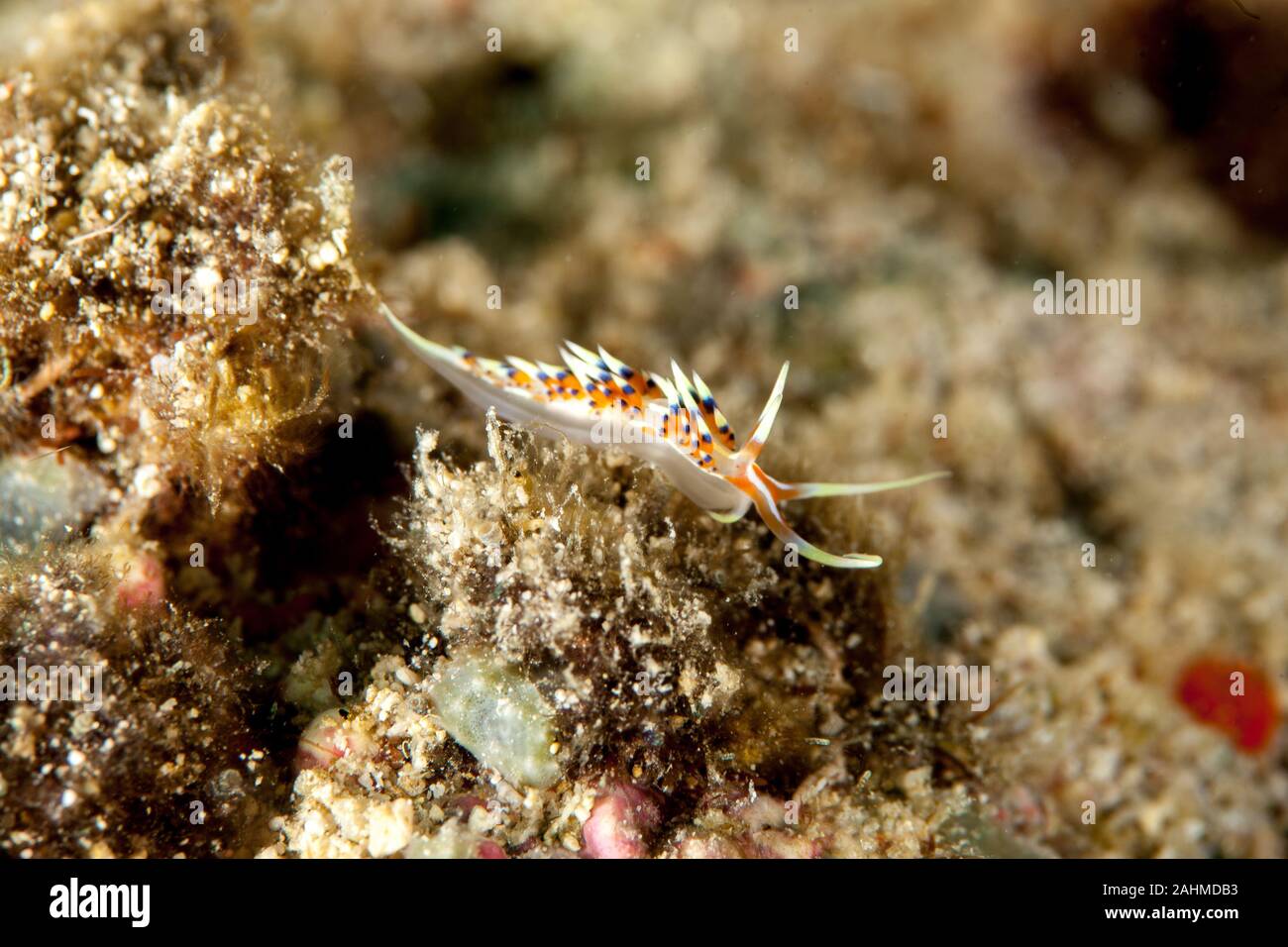 Caloria indica ist eine Pflanzenart aus der Gattung der Sea Slug, ein aeolid Nacktschnecke aus der Familie Facelinidae Stockfoto