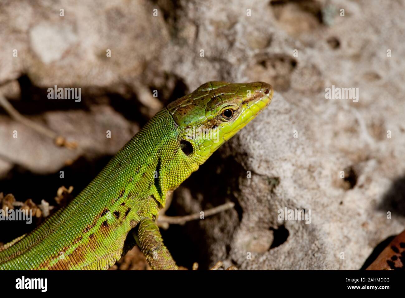 Zauneidechse, Lacerta agilis Stockfoto