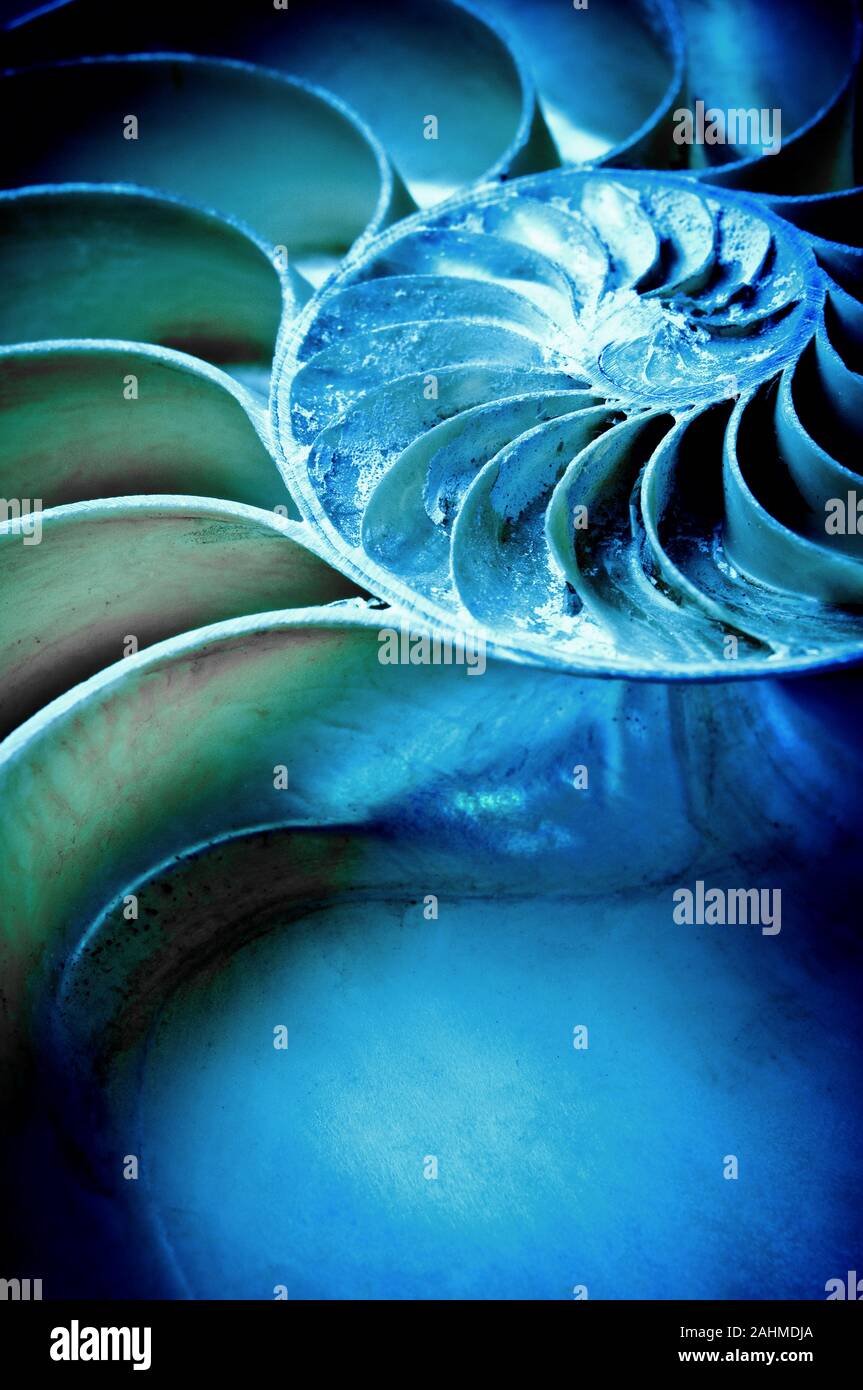 Makro Detail einer Meeresschnecke Stockfoto