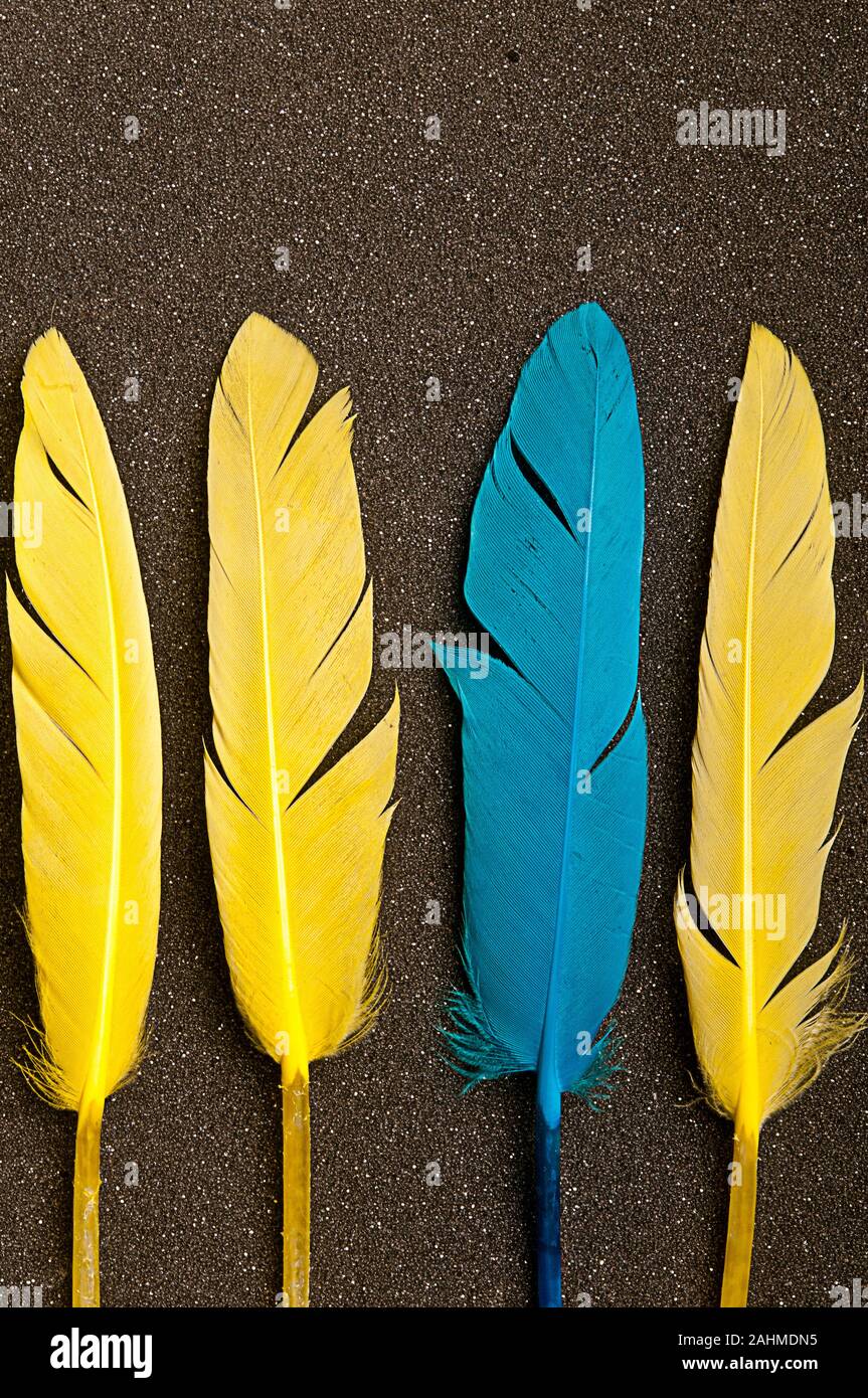 Drei gelbe Federn und einem blauen, contrarian Konzept Stockfoto