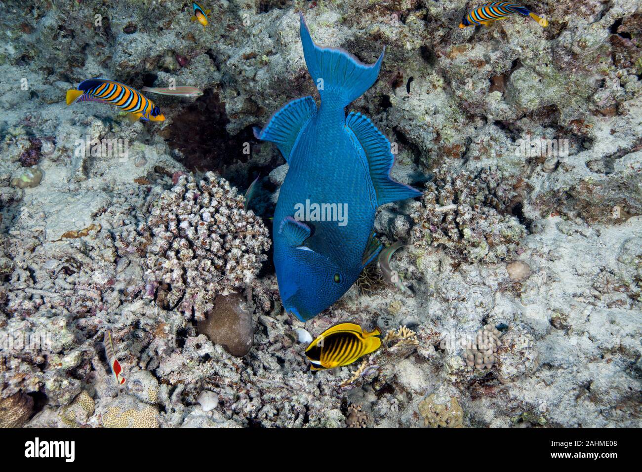 Blaue Drückerfische, Pseudobalistes fuscus Stockfoto