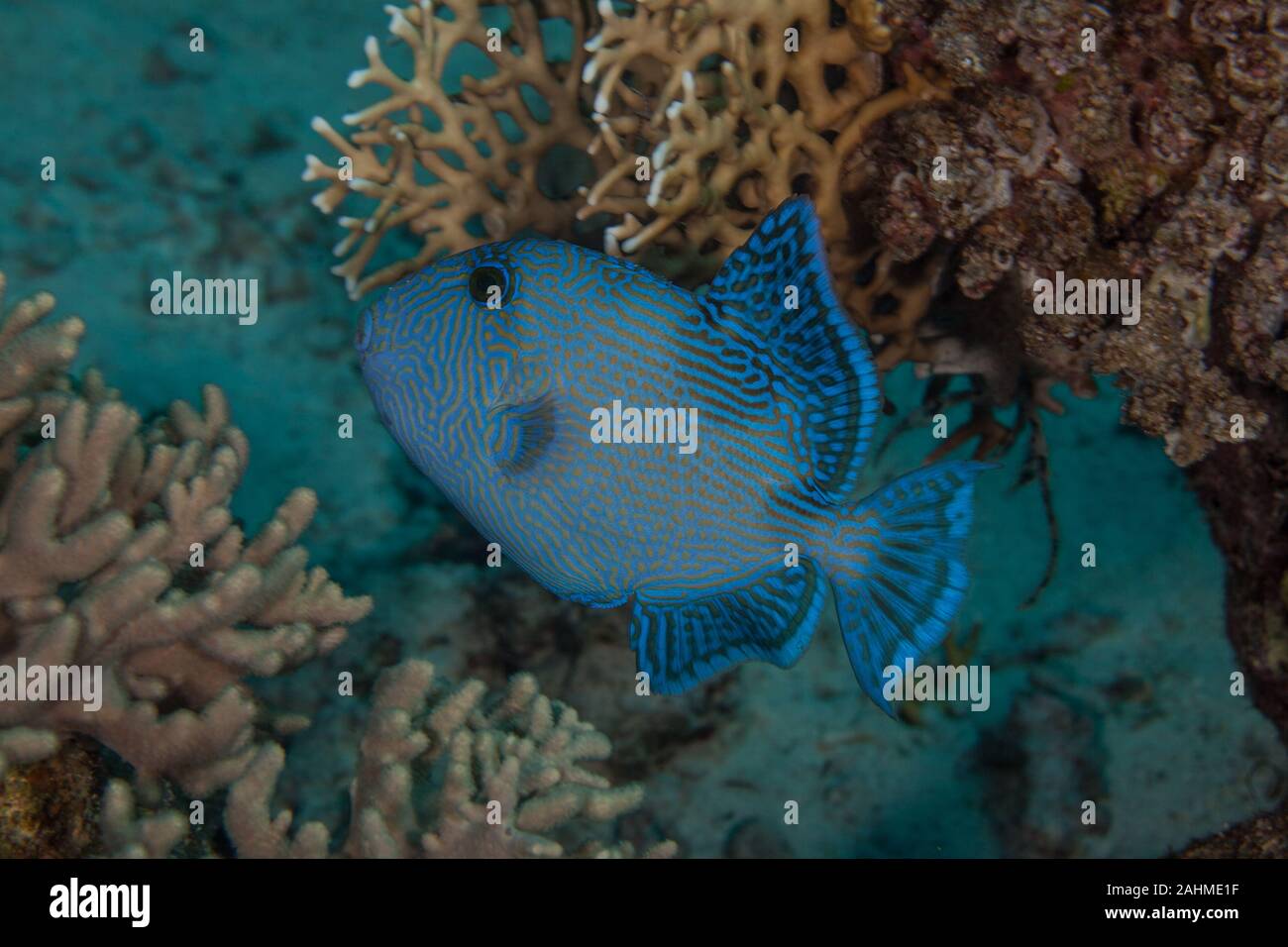 Blaue Drückerfische, Pseudobalistes fuscus Stockfoto
