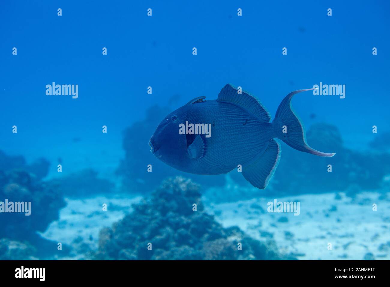 Blaue Drückerfische, Pseudobalistes fuscus Stockfoto