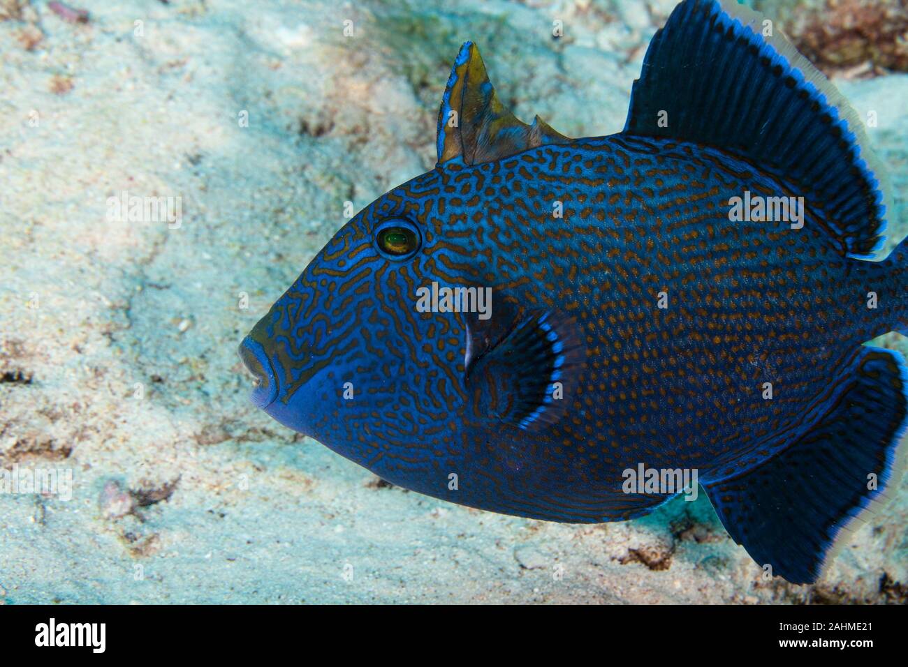 Blaue Drückerfische, Pseudobalistes fuscus Stockfoto