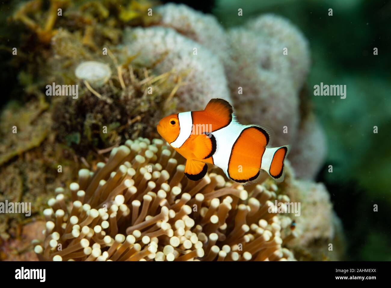 Clownfische oder Anemonenfische sind Fische aus der Unterfamilie Amphiprioninae in der Familie Pomacentridae Stockfoto