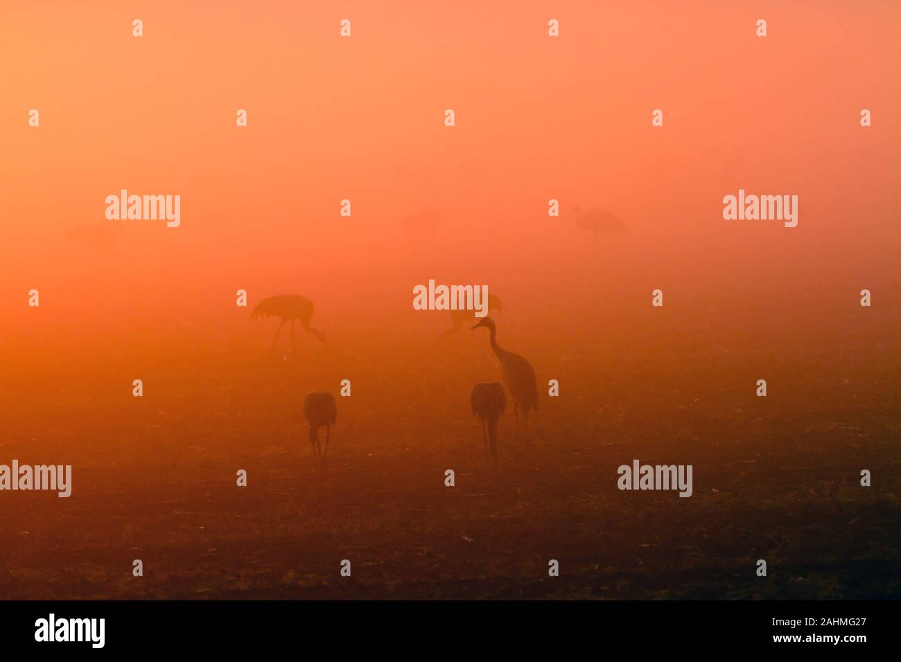 Kranich (Grus Grus) eine Herde in Feuchtgebieten, dieser Vogel ist ein großer Kran wandernden Arten, lebt in feuchten Wiesen und Sumpfland. In der fotografiert. Stockfoto