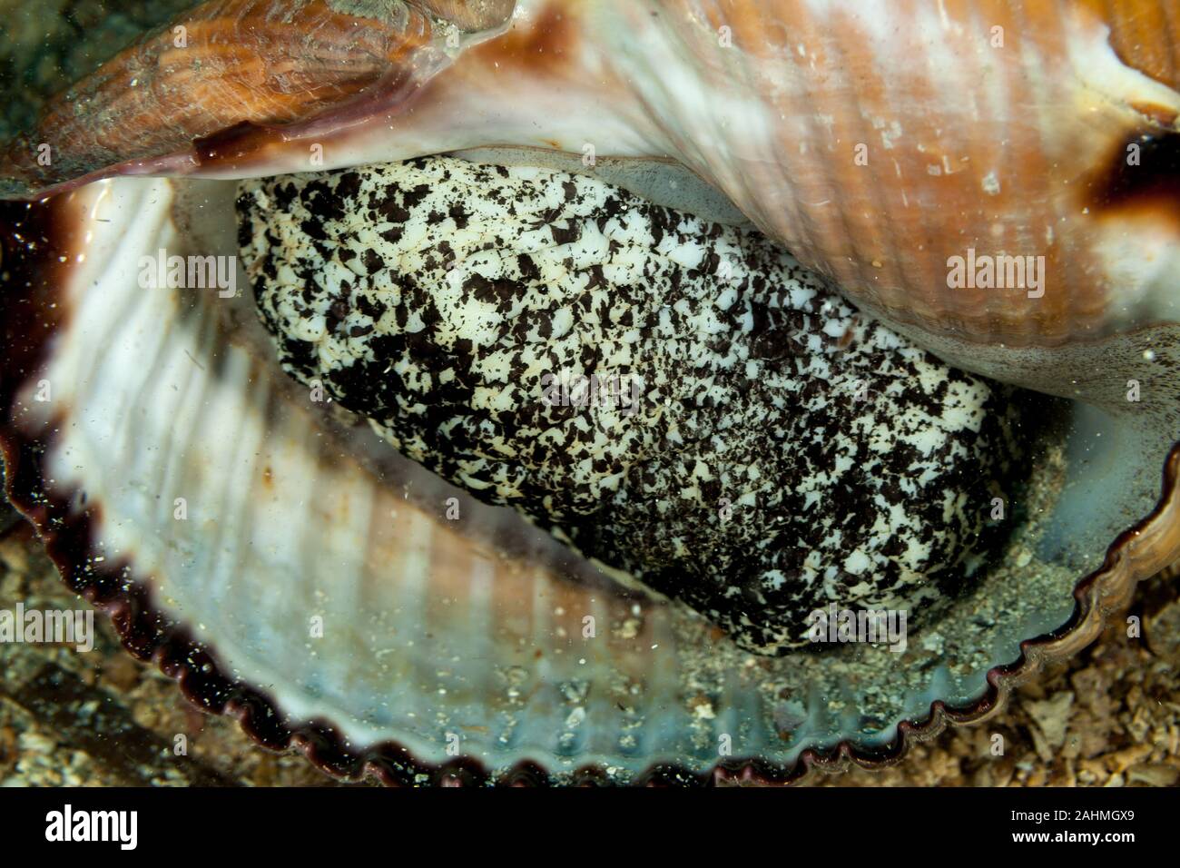 Fassschnecken Seeschnecke, Tonna Galea Stockfoto