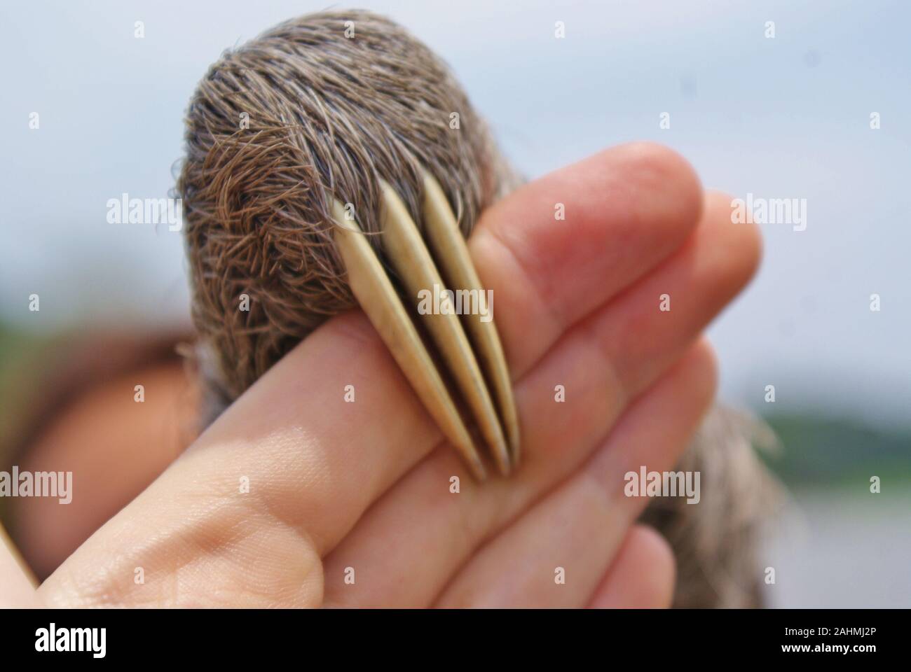 Trägheit in Amazonas, Brasilien Stockfoto