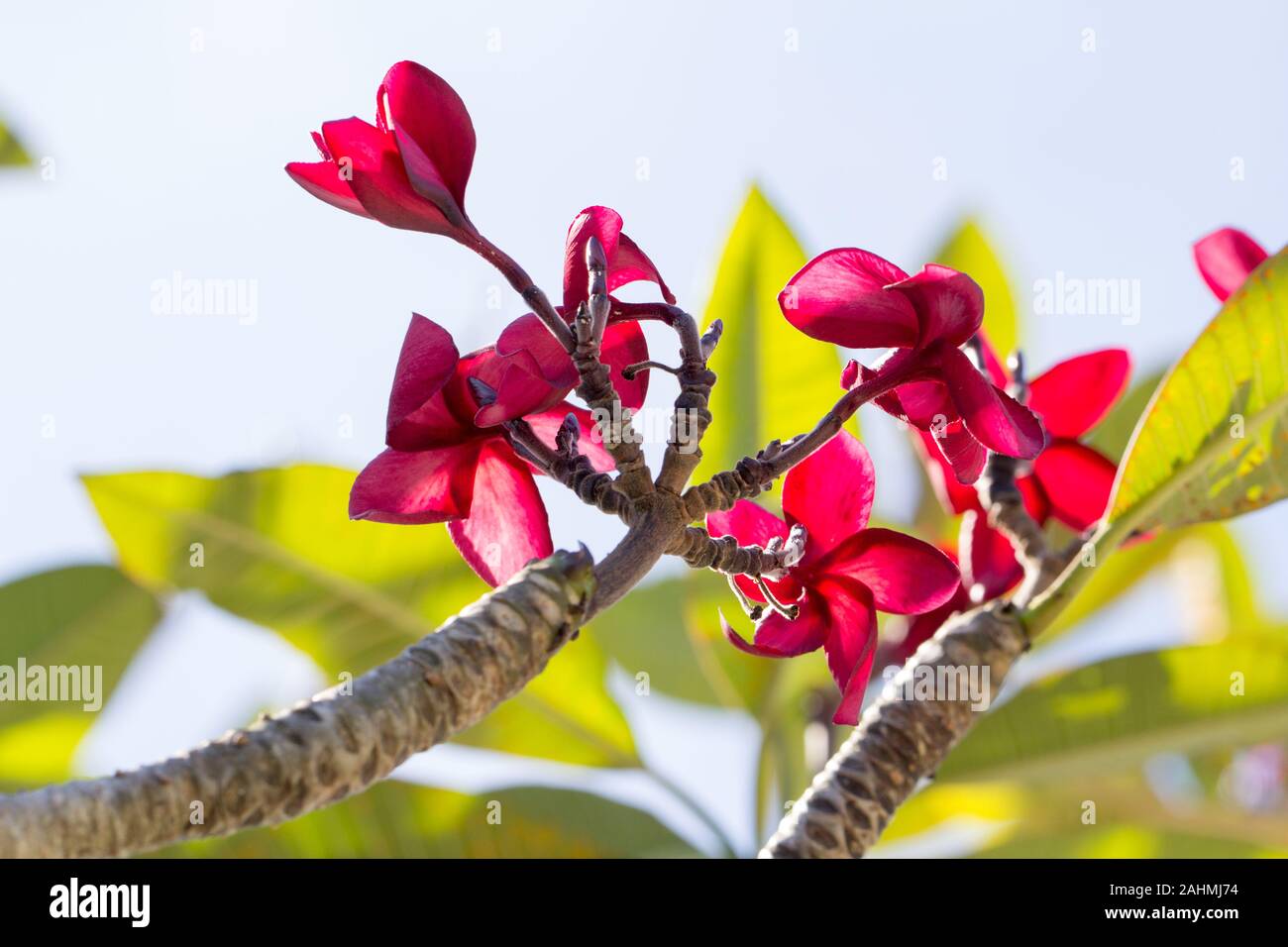 Red frangipani im blauen Himmel Stockfoto