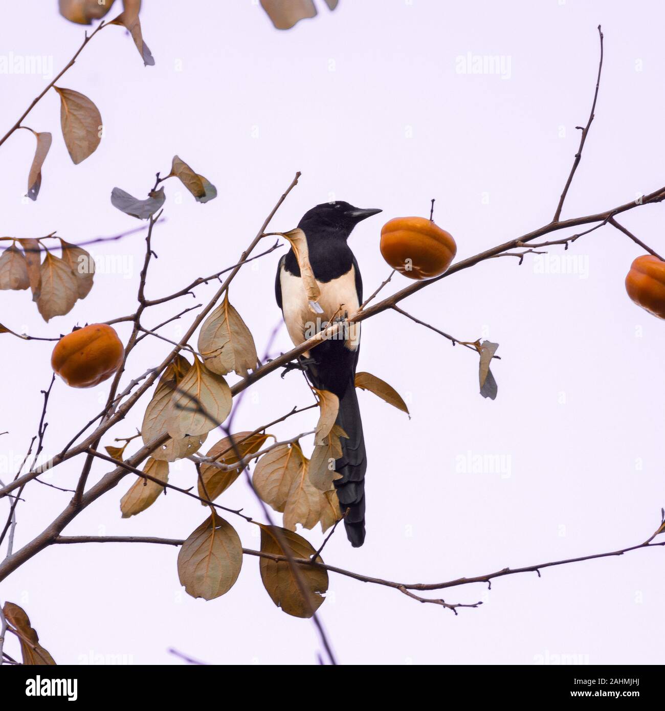 Spatz Vogel auf Kaki Frucht Baum, Peking, China Stockfoto
