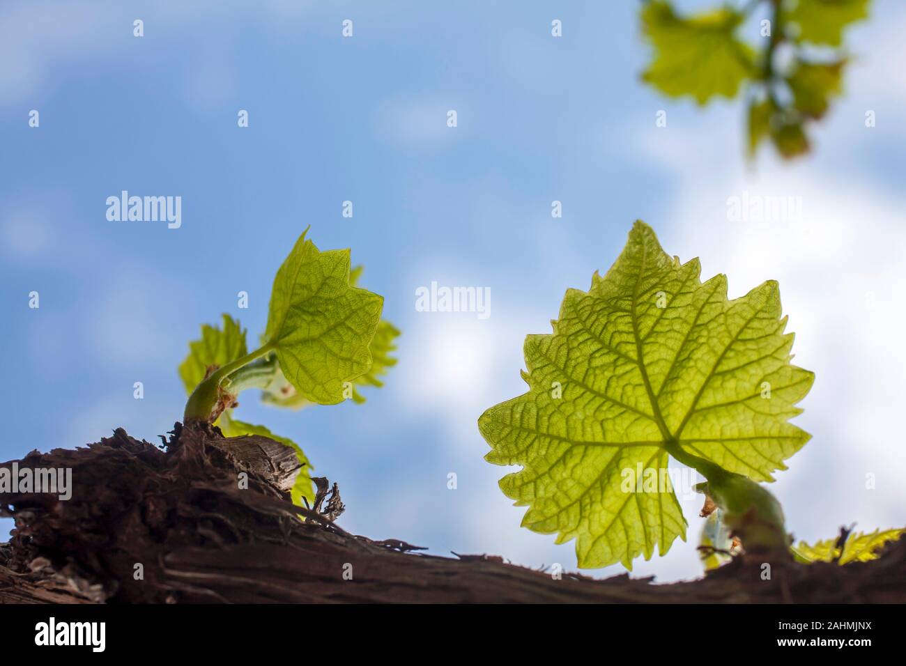 Foto von Zweig Zweige mit drei jungen Blätter in der frühen Wachstumsphase im Hintergrund Himmel mit weißen Wolken spärlich Stockfoto