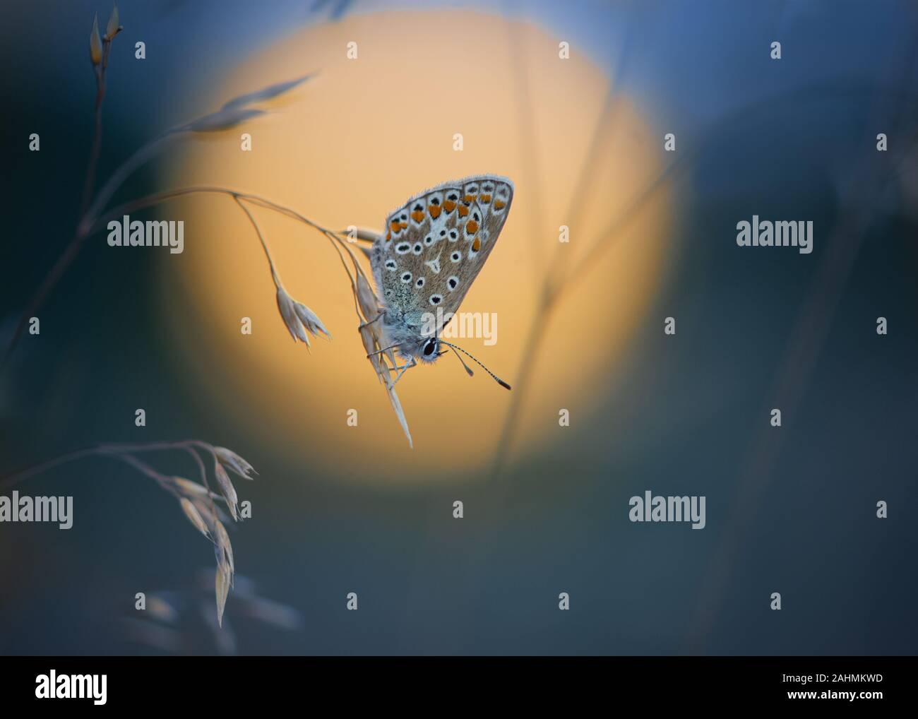 Gemeinsame blauer Schmetterling in der Dämmerung Stockfoto