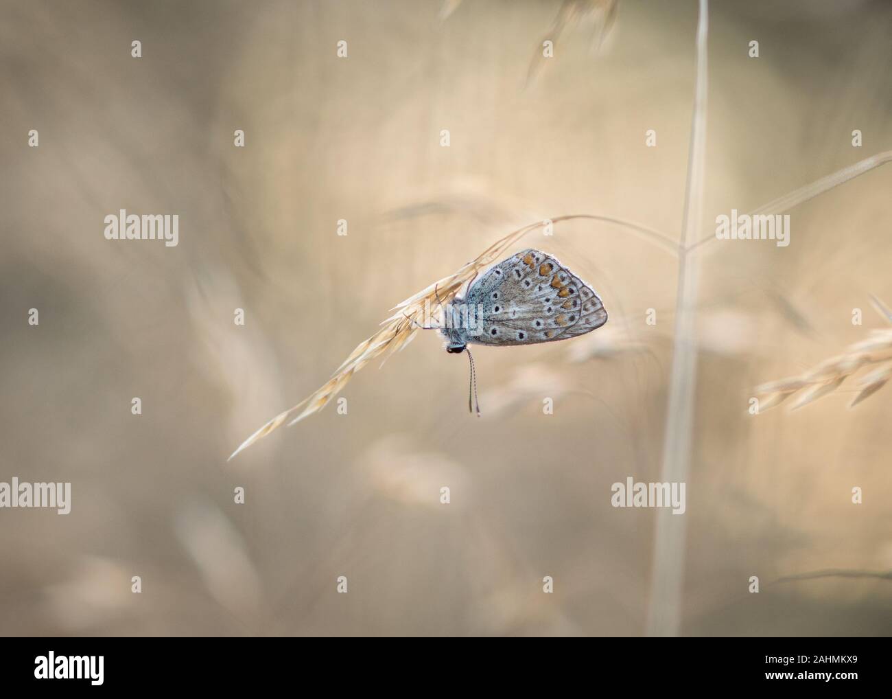 Fine Art Foto von gemeinsamen blauer Schmetterling ruht auf Gras auf einer Wiese, West Sussex Stockfoto