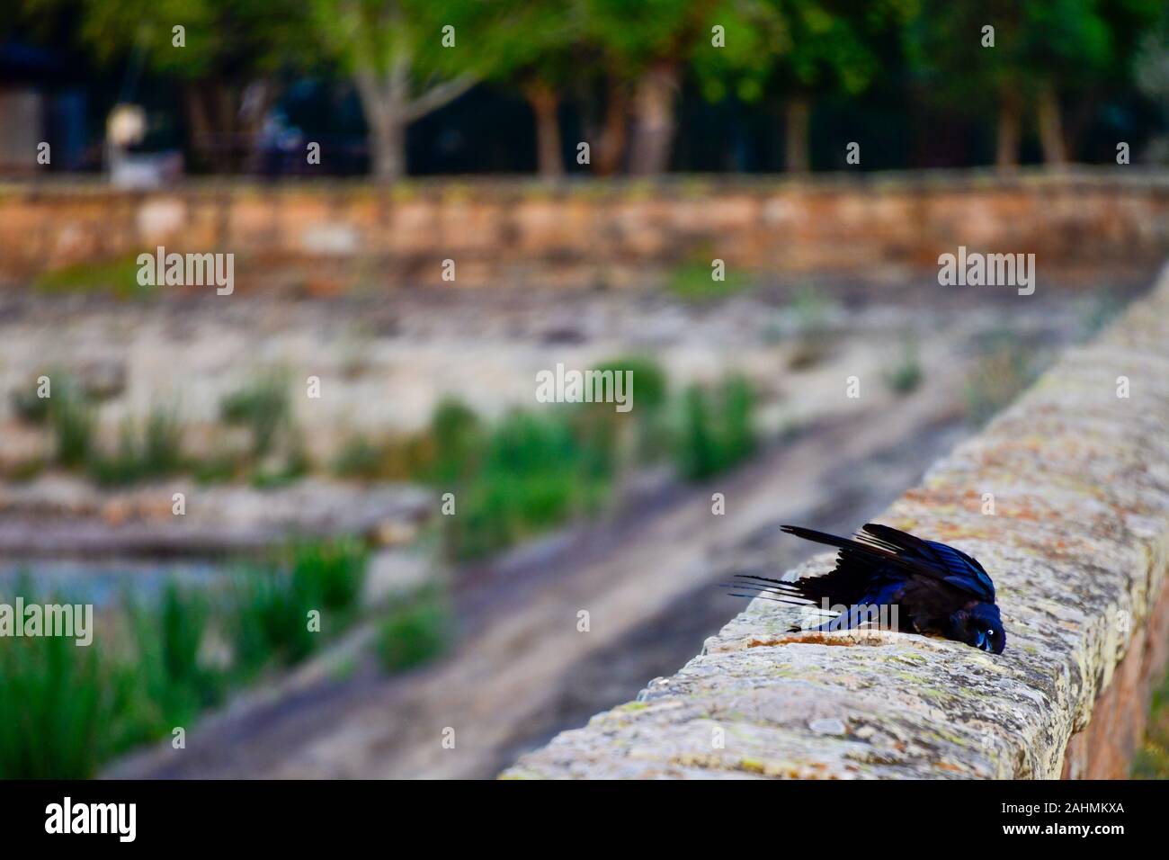 Australische Rabe, Krähe, Corvus Coronoides, kratzen Sie Federn auf alte Sandsteinmauer Stockfoto