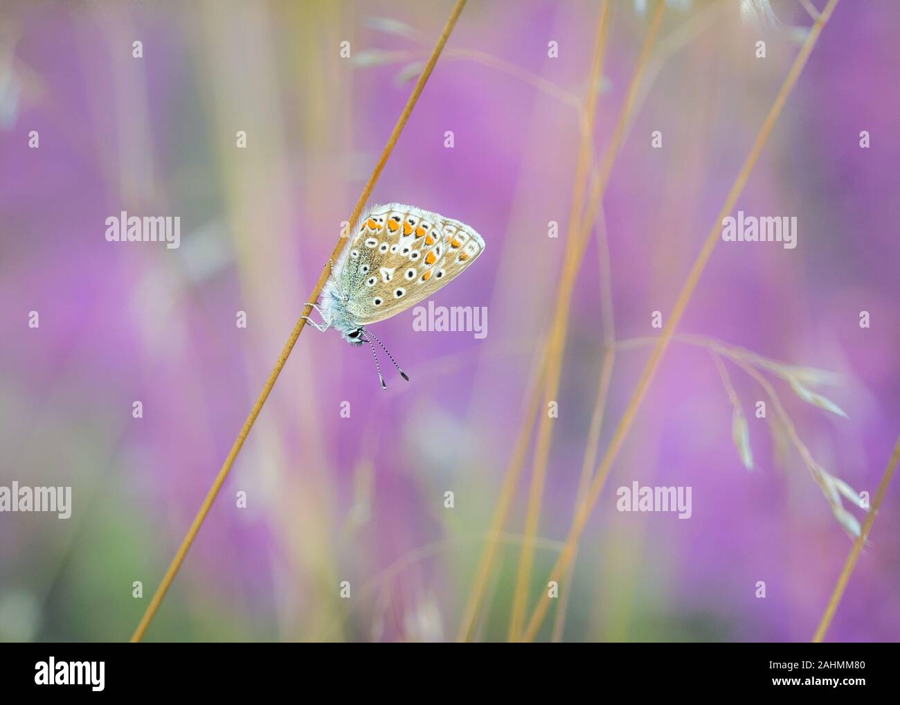 Gemeinsame blauer Schmetterling ruht auf Grass gegen bunte lila Heidekraut Hintergrund Stockfoto