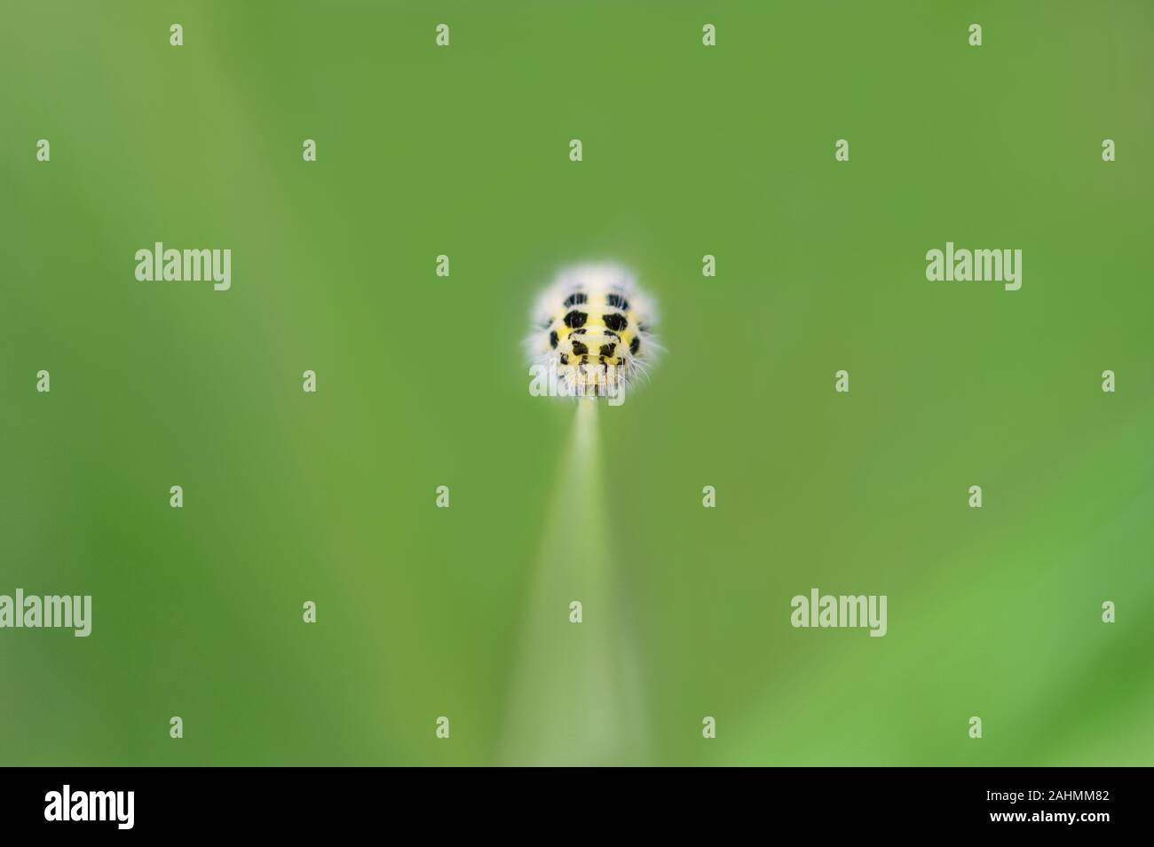 Gesicht auf Makro von sechs Spot burnet Motte Caterpillar flache Tiefenschärfe fine art fühlen Stockfoto