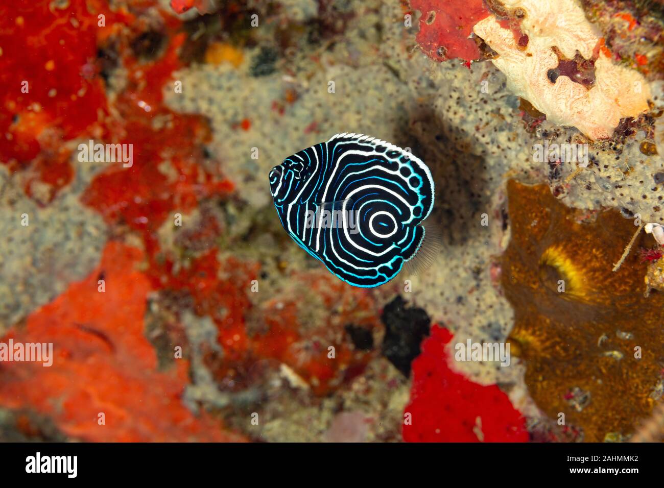 Kaiser Angel Fisch Stockfotos und bilder Kaufen Alamy