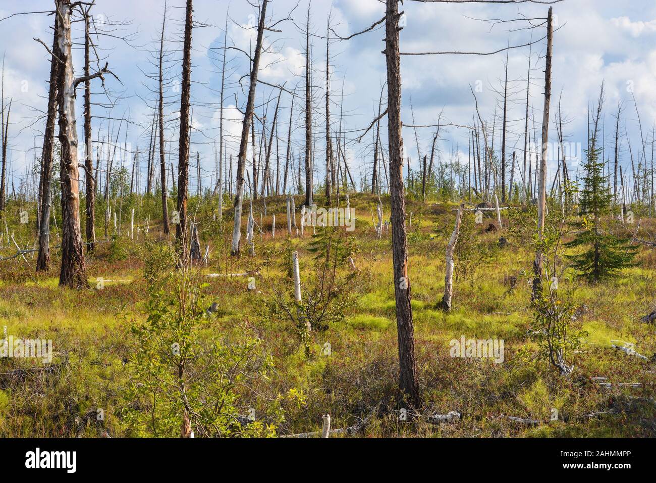 Toten Wald, durch die Norilsk Nickel Plant getötet. Südöstlich von Norilsk, ein Wald von trockenen Bäumen erstreckt sich über Hunderte von Kilometern entfernt. Stockfoto