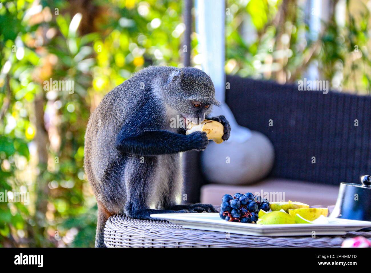 Sykes' Affen (Cercopithecus albogularis), oder blauen Affen (Cercopithecus mitis), in einem luxuriösen Hotel Zanzibar, stehlen die Begrüßung Obstteller Stockfoto