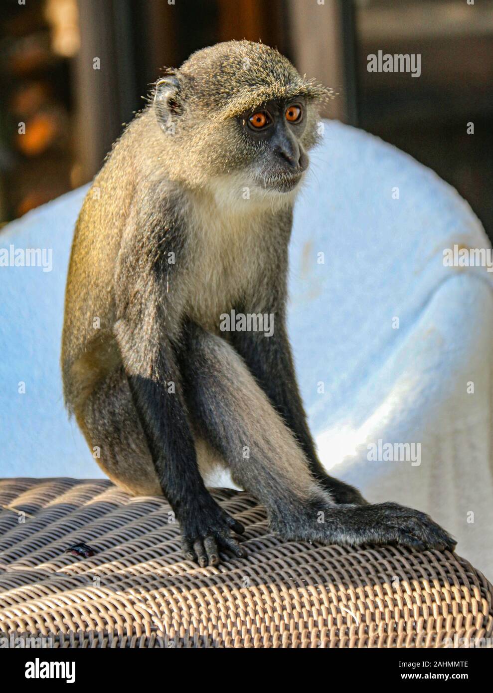 Sykes' Affen (Cercopithecus albogularis), oder blauen Affen (Cercopithecus mitis), in einem luxuriösen Hotel Zanzibar, stehlen die Begrüßung Obstteller Stockfoto