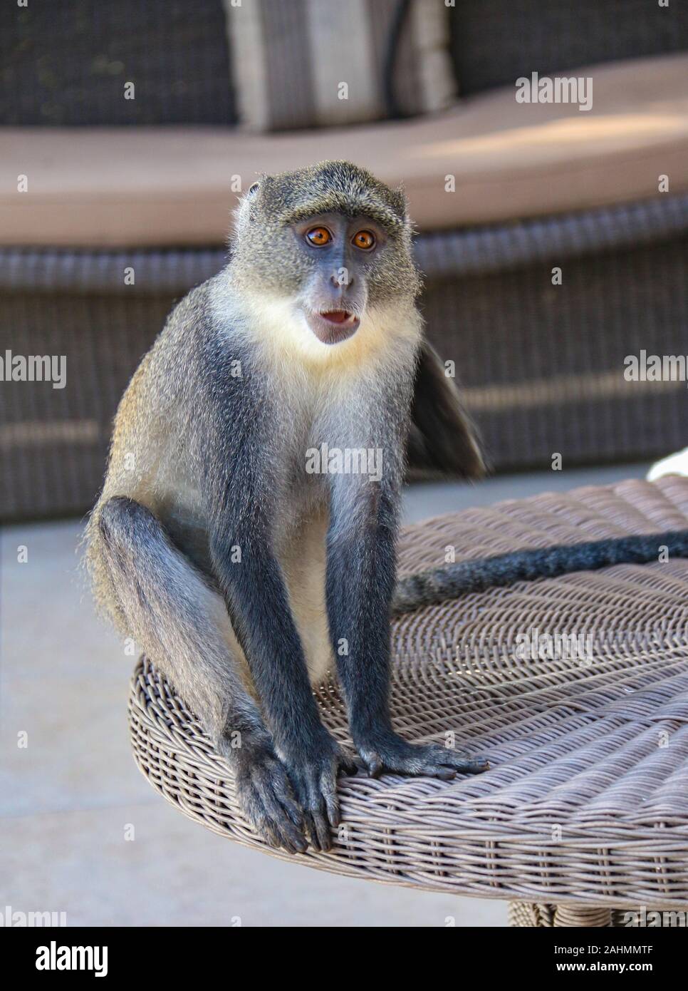 Sykes' Affen (Cercopithecus albogularis), oder blauen Affen (Cercopithecus mitis), in einem luxuriösen Hotel Zanzibar, stehlen die Begrüßung Obstteller Stockfoto