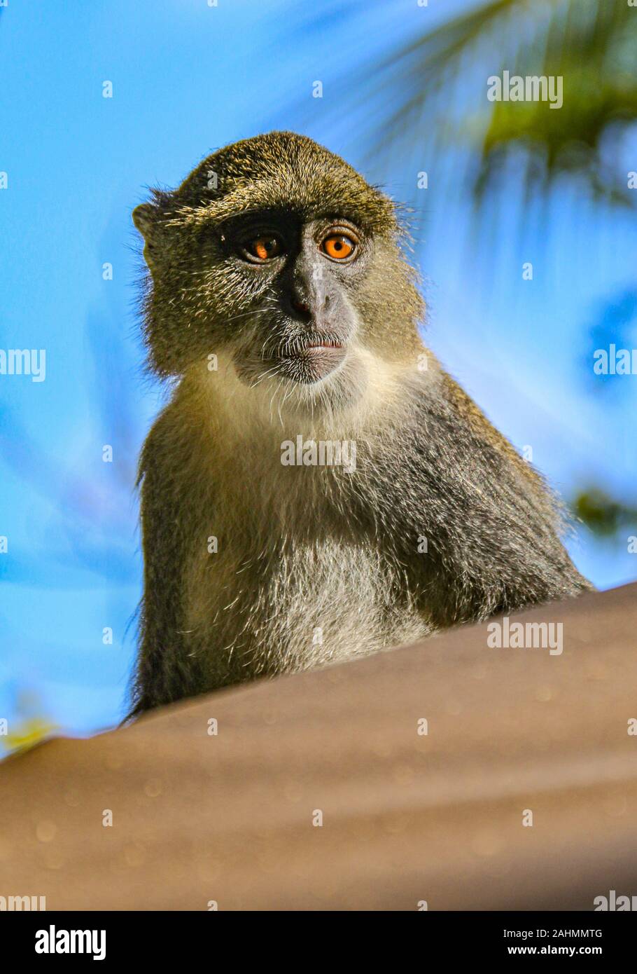Sykes' Affen (Cercopithecus albogularis), oder blauen Affen (Cercopithecus mitis), in einem luxuriösen Hotel Zanzibar, stehlen die Begrüßung Obstteller Stockfoto