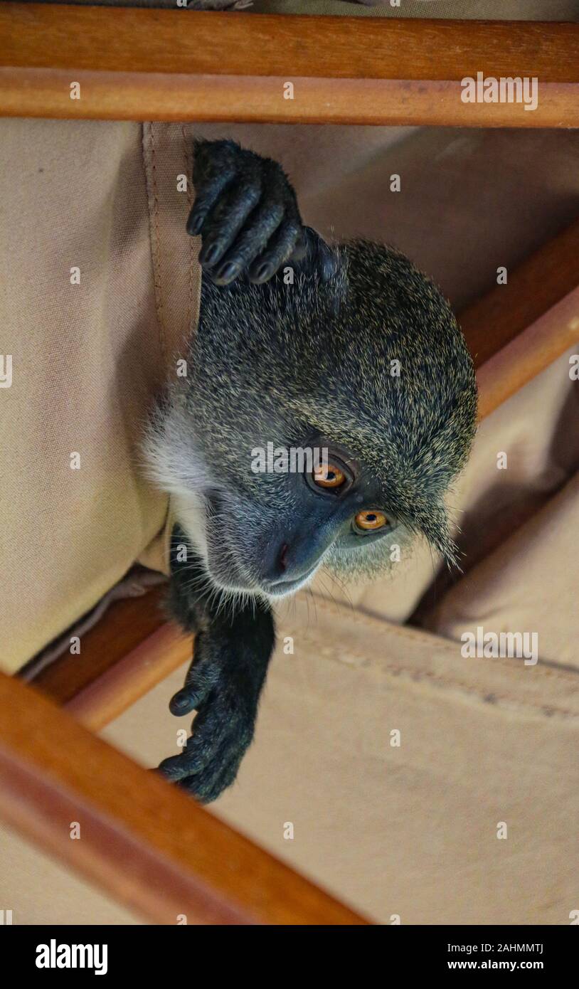 Sykes' Affen (Cercopithecus albogularis), oder blauen Affen (Cercopithecus mitis), in einem luxuriösen Hotel Zanzibar, stehlen die Begrüßung Obstteller Stockfoto