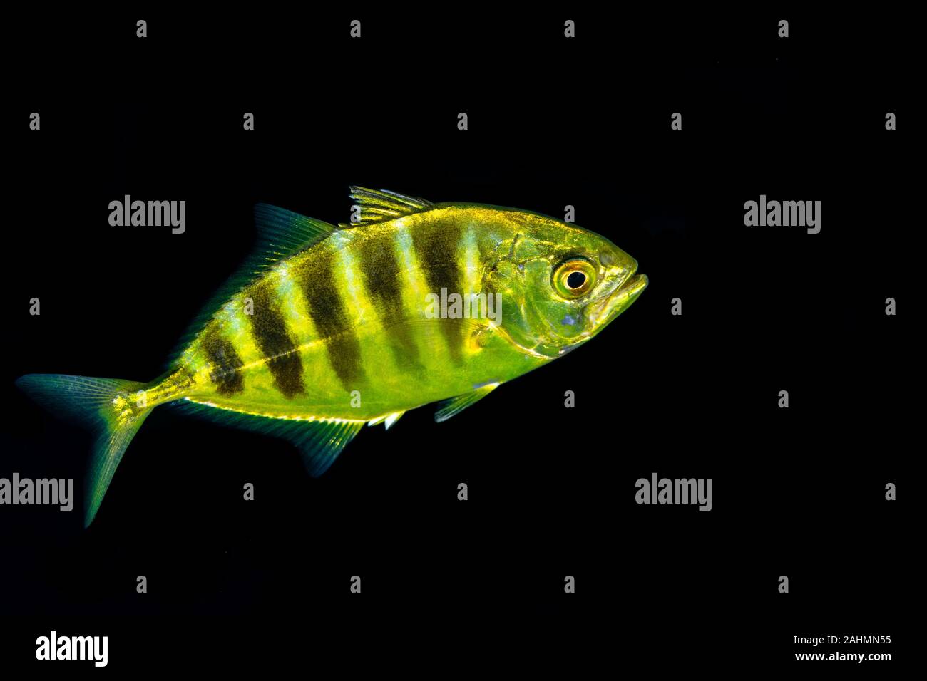 Juvenile Golden Makrelen, Gnathanodon speciosus, auch bekannt als die Goldene Kingfish, Makrelen gebändert und König Makrelen Stockfoto