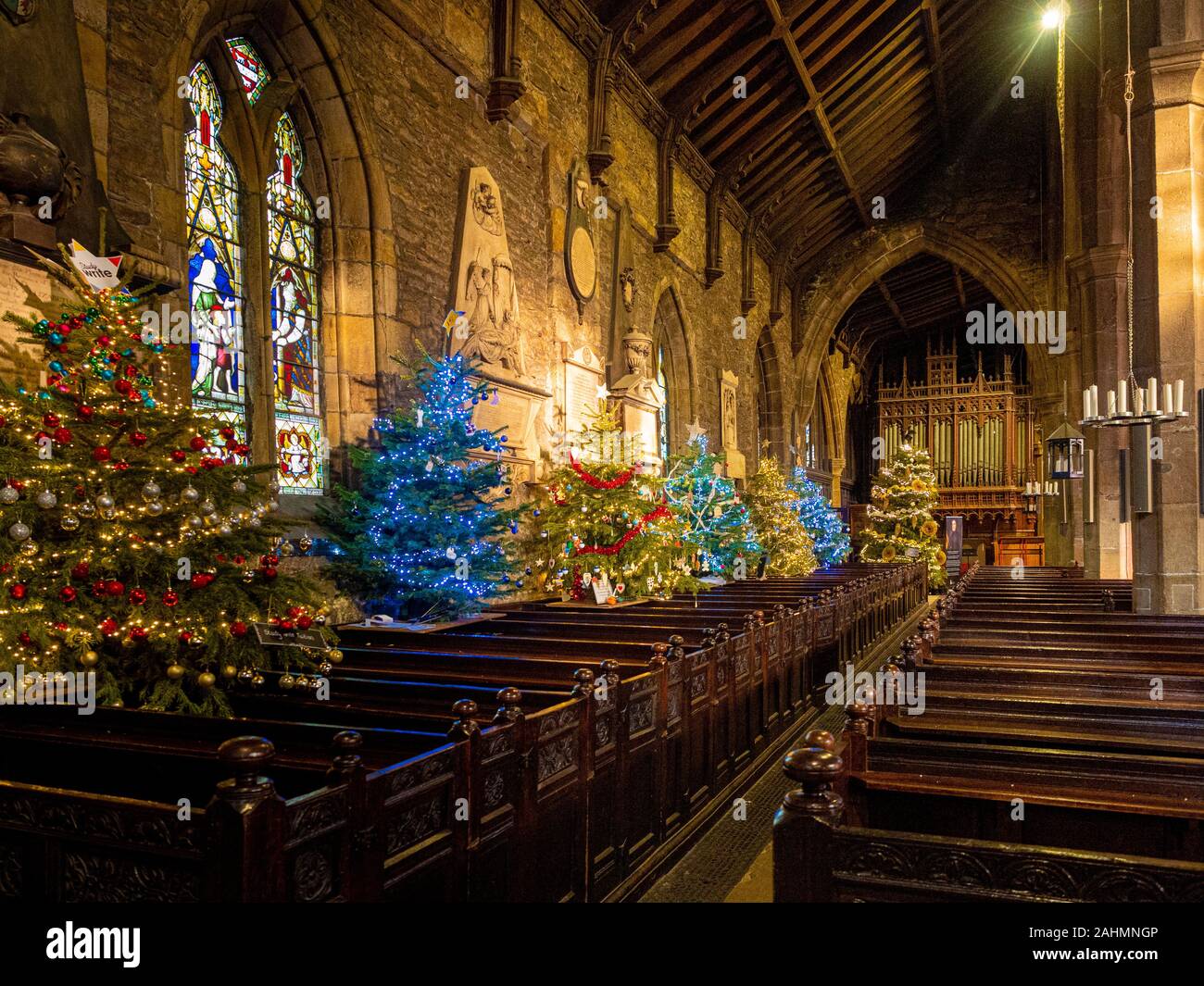 Innenraum der Halifax Münster zu Weihnachten mit mehreren Weihnachtsbäumen dekoriert, West Yorkshire, UK. Stockfoto