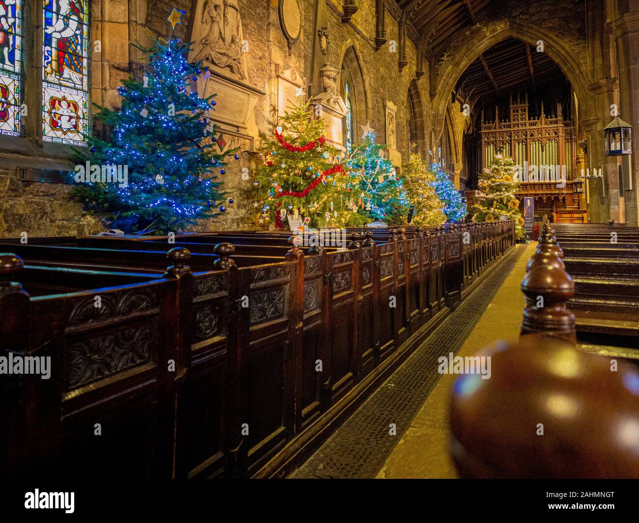 Innenraum der Halifax Münster zu Weihnachten mit mehreren Weihnachtsbäumen dekoriert, West Yorkshire, UK. Stockfoto
