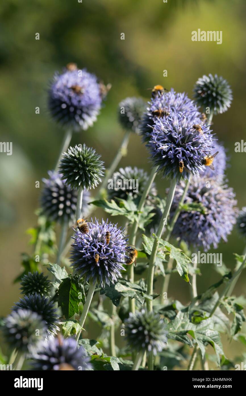 Gemeinsame Carder Bienen (Bombus Pascuorum) & Schwebfliegen (Episyrphus balteatus) Feed zusammen auf Weltkugel Thistle Blumen (Echinops Bannaticus) Stockfoto