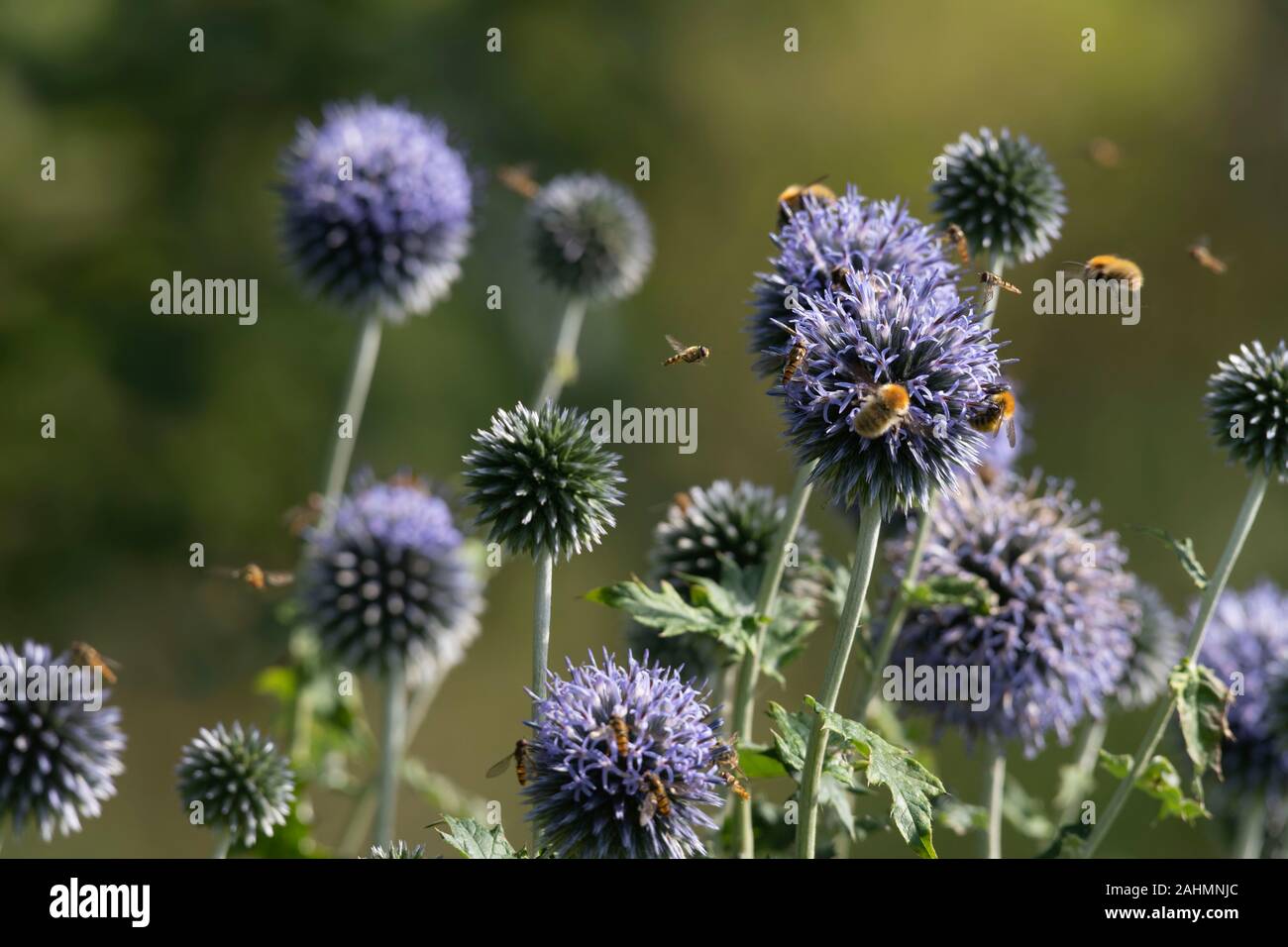 Mehrere Hummeln und eine Vielzahl von schwebfliegen Sammeln auf den Kopf eines Globus Thistle (Echinops Ritro) Stockfoto