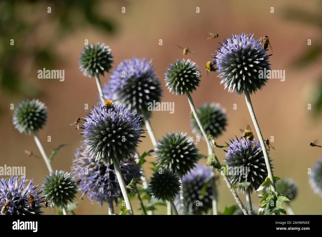 Eine Vielzahl von Insekten, einschließlich Hummeln und Schwebfliegen, sind die Blumen der Welt Thistle (Echinops Bannaticus) angezogen Stockfoto