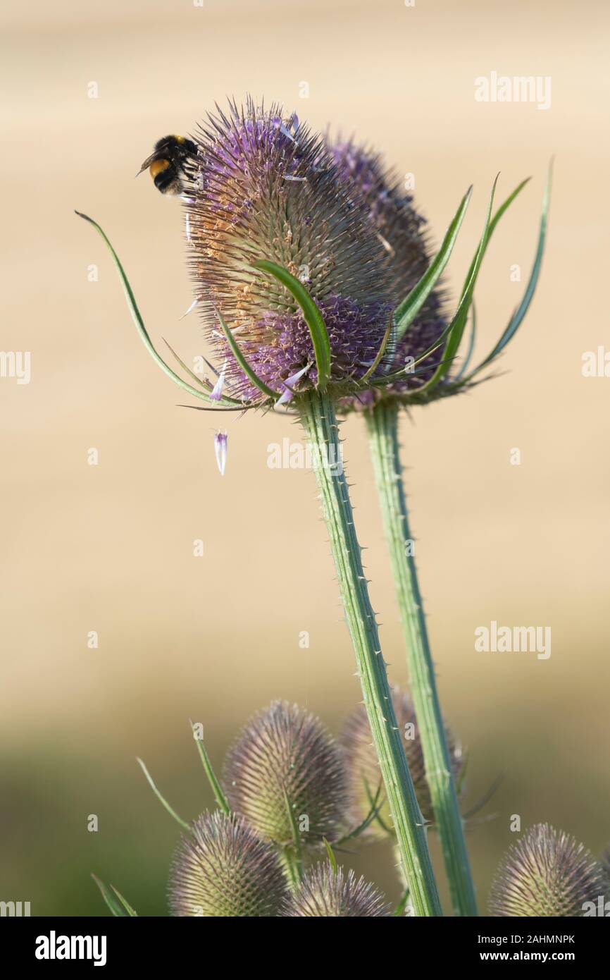 Buff-tailed Hummel (Bombus terrestris) Ernährung auf eine Wilde Karde (Dipsacus fullonum) an einem sonnigen Morgen im Sommer Stockfoto