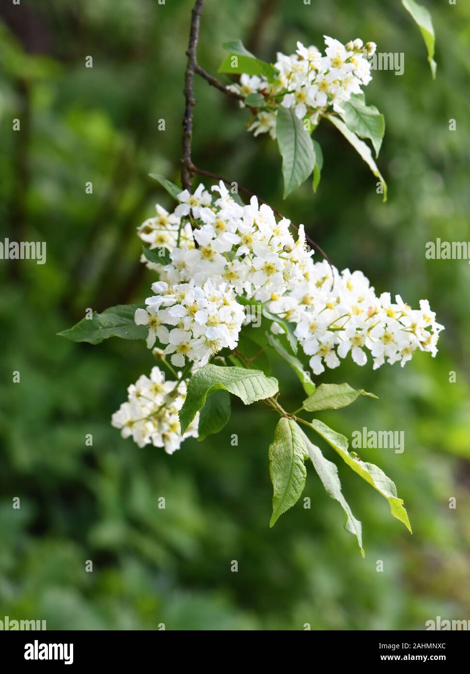 Vogel Kirschbaum Prunus padus weiß blühende Blumen im Frühling Stockfoto