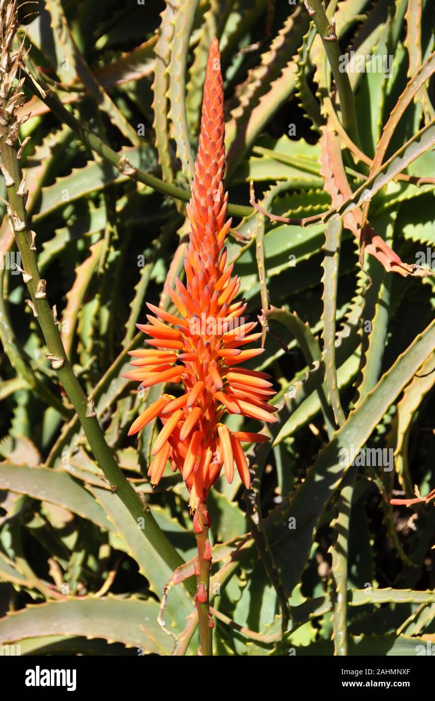 Nahaufnahme auf blühende Aloe Pflanze mit orangen Blüten Stockfoto