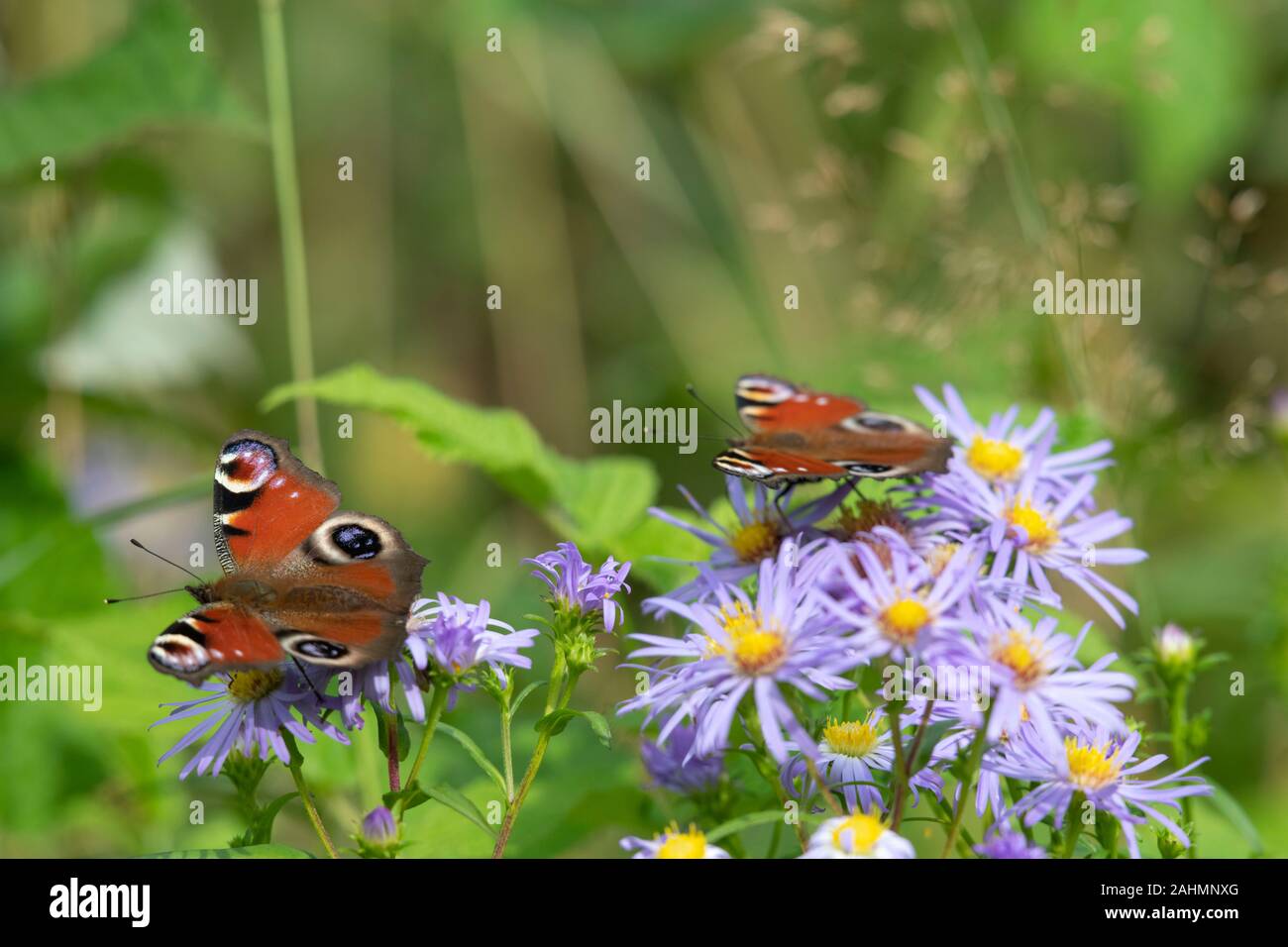 Ein paar Peacock Butterflies (Aglais IO) sitzen im Spätsommer auf den Blumen einer Michaelmas Daisy (Symphyotrichum Novi-Belgii) Stockfoto