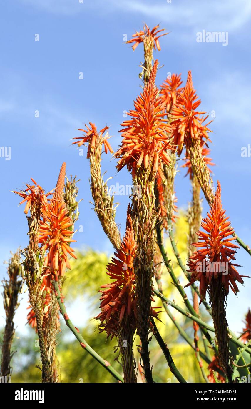 Nahaufnahme auf blühende Aloe Pflanze mit orangen Blüten Stockfoto