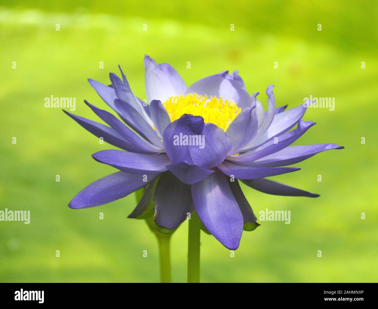 Nahaufnahme auf die Blüte einer Seerose Nymphaea sp. in einem Teich Stockfoto