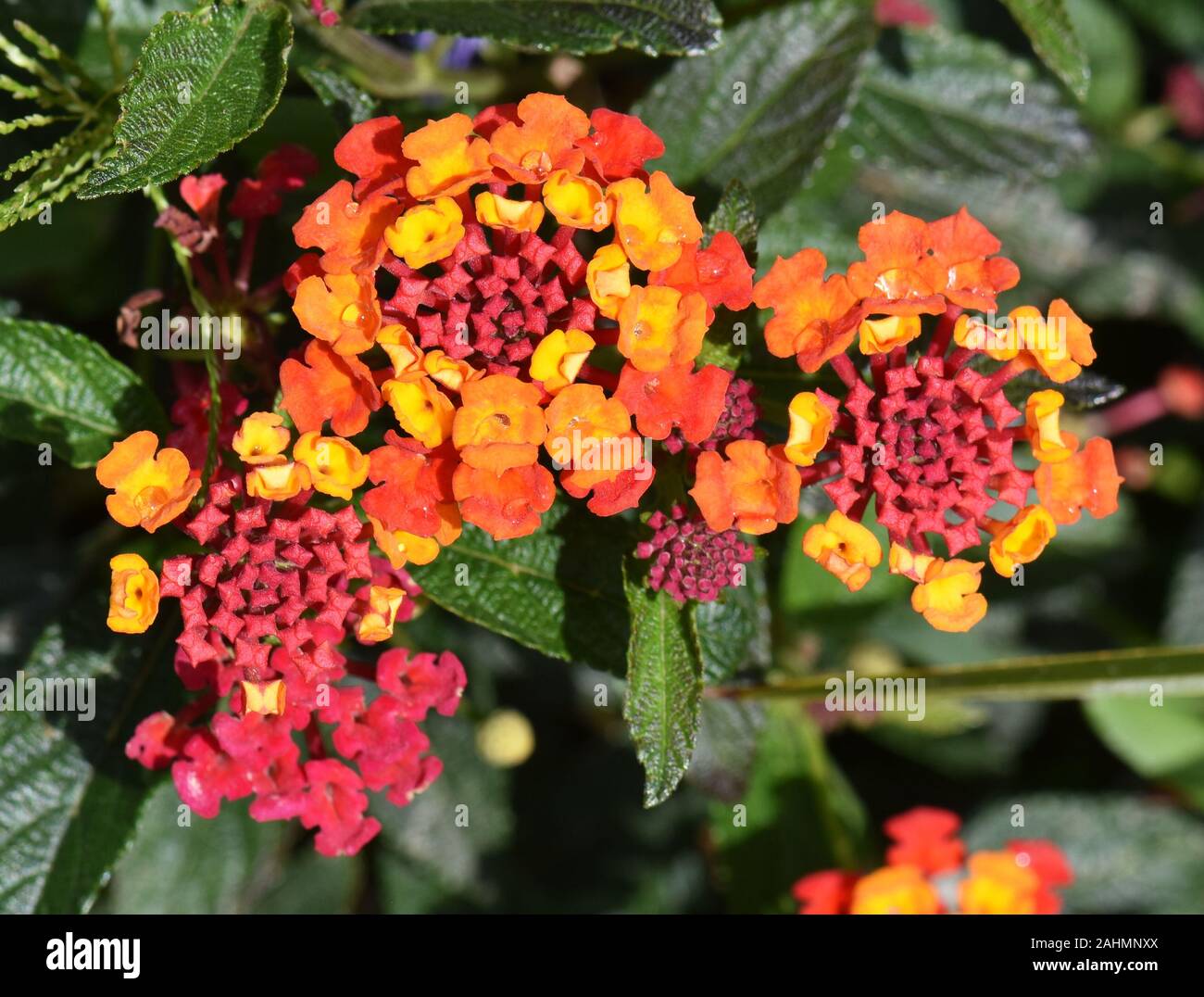 Schön rot und gelb Lantana Blume in einem Garten Stockfoto