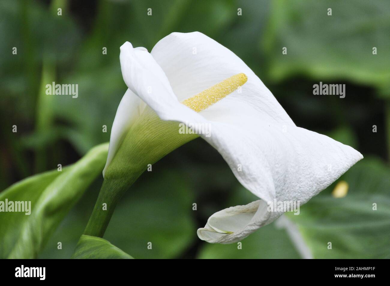 Nahaufnahme auf eine weiße calla Lilie Stockfoto